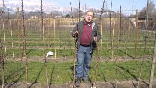 How to prune Malini columnar apple trees [upl. by Aicen]