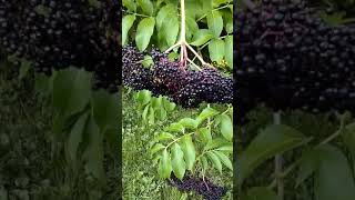 Difference Between Elderberry and Pokeweed Part 1 [upl. by Ochs893]