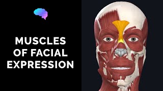 Muscles of Facial Expression 3D Anatomy Tutorial  UKMLA  CPSA [upl. by Swithbart]