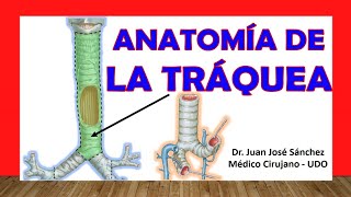 🥇 Anatomía de la TRÁQUEA Fácil Rápida y Sencilla [upl. by Sterne]