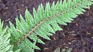 Polystichum setiferum ´Proliferum´ [upl. by Wrdna473]