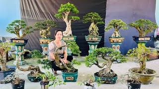 Trần Thi 299 chào bán nhiều loại Cây Bonsai Vườn Nhà có đủ dáng thế  0338053191 [upl. by Atekihs270]