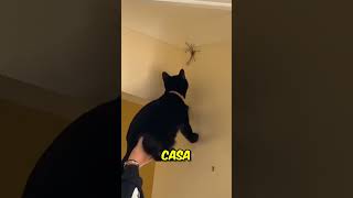 ¡Por esto nunca debes aplastar una araña 😨 [upl. by Giacobo]