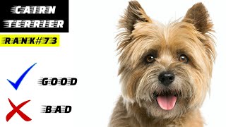 Cairn Terrier Pros And Cons [upl. by Nomolas]