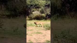 Lion jump to catch the baboon lion lionhunting lionfight baboon baboonvalley baboons shorts [upl. by Cloe]