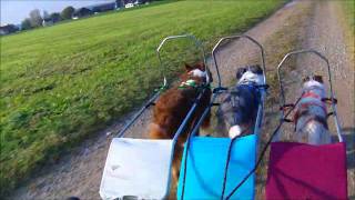 Sacco Wagon Training with 3 Dogs [upl. by Leiuqese779]