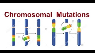 Chromosomal mutations  Types of mutations  3D 2024 [upl. by Aititil318]