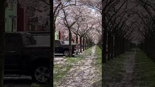 Cherry Blossoms Almere Netherlands [upl. by Akimad996]