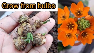 Grow ornithogalum plant from bulbgrow star of bethlehem bulbRewatisgarden [upl. by Woods]