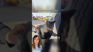 Truck drivers mistake leads to lucky kitten rescue 🐈‍⬛ cats shorts [upl. by Gussman605]