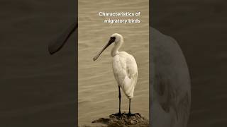 Characteristics of migratory birds [upl. by Caraviello145]