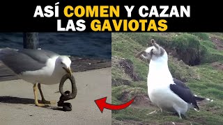 Así COMEN y CAZAN las GAVIOTAS a Conejos 🐰 Cerpientes 🐍 Palomas 🕊️ Ratas 🐭 y otros Animales  Quom [upl. by Arline]