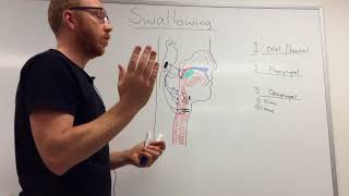 Swallowing Mechanism Three phases [upl. by Solegnave719]