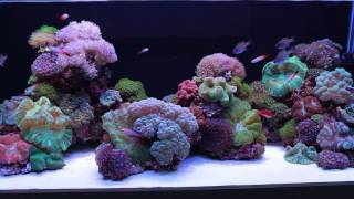 Luscia Reef An ADG open top reefscape featuring theOne from LUPYLED [upl. by Tiga]