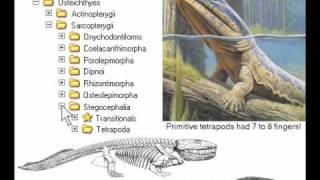 10th Foundational Falsehood of Creationism [upl. by Anirbes]