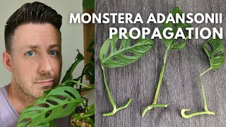 How to Propagate Monstera Adansonii Swiss Cheese Vine houseplant monstera propagation [upl. by Prosperus]