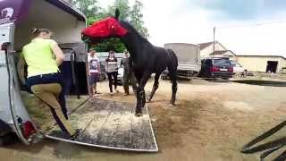 Погрузка лошади в коневозку Loading a horse into a trailer GoPro [upl. by Filippo573]