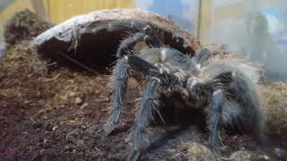 Lasiodora parahybana [upl. by Asyal]