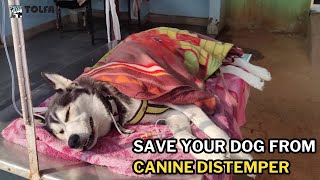 Canine Distemper What every dog owner needs to know  Tolfa [upl. by Agni103]