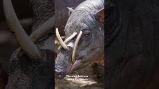 Babirusa  Natures Weirdest Creation [upl. by Sedgewinn]