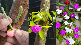 Unique Techniques How To Grow Brunfelsia Pauciflora plant In Bougainvillea Branch  Grafting system [upl. by Storz]