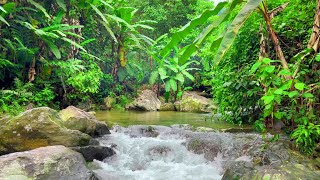 Nature Sounds in Beautiful Forest Cool Stream and Birds Calling White Noise for Relaxation Study [upl. by Adihsar]