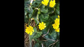 Lesser Celandine Ficaria verna [upl. by Amathiste]