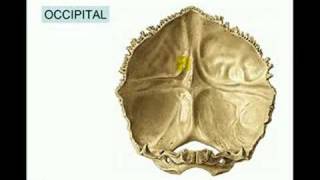 CRANEO  6 OCCIPITAL [upl. by Diet]