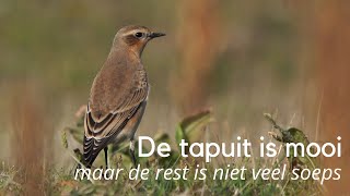 De tapuit is mooi maar de rest is niet veel soeps 1356 [upl. by Samson572]