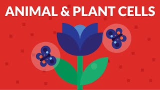 Similarity Between Animal And Plant Cells [upl. by Brendon]