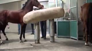 Mating Horses Breeding  HORSE MATING Donating Sperm MIX [upl. by Rosalynd178]