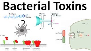 bacterial toxins Endotoxin and Exotoxins [upl. by Einnor]