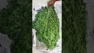 easy to remove drumsticks leaves drumsticks moringa food [upl. by Saffian141]