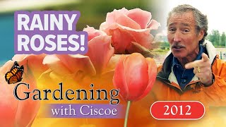 RAINY ROSES A Horse Track with a Gorgeous Garden  Gardening With Ciscoe  Full Episode [upl. by Adnorrahs889]