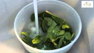 Καθάρισμα και πλύσιμο σπανακιού  How to clean spinach  StoPikaiFigr [upl. by Sy]