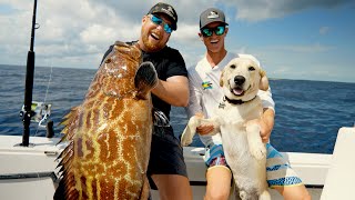 Giant Bahamas Black Grouper [upl. by Rollet643]