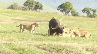 Lions attacking buffalo  Ngorongoro Crater Tanzania African Safari [upl. by Akire]