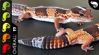 African Fattailed Gecko The Best Pet Lizard [upl. by Koenig]