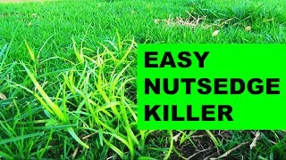 How to get rid of nutsedge in the lawn the easy way [upl. by Turley137]