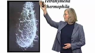 Elizabeth Blackburn UCSF Part 1 The Roles of Telomeres and Telomerase [upl. by Hilbert99]