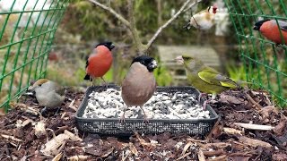 Bullfinch Greenfinch Blackcap Goldfinch Dunnock Blue Tit at The Garden Bird Table [upl. by Seniag203]