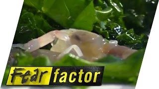 Eating Live Raw Seafood  Fear Factor Extra [upl. by Wie353]