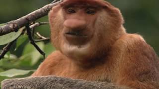 Clown of the Jungle Proboscis Monkey of Borneo Documentary Full Length [upl. by Leanna]