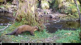 Cute adorable Pine Martens out during the daytime on the isle of Skye [upl. by Towbin]