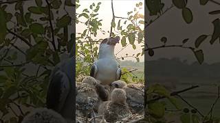 Eagle Mom feeds four growing chicks p3viral shorts short trending [upl. by Etteniotna]