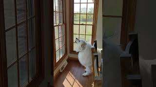 Our Great Pyrenees barking at the water delivery truck one house over [upl. by Etak]