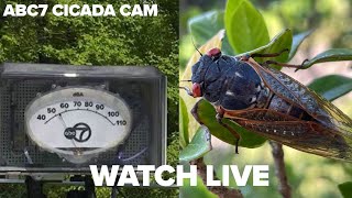 LIVE ABC7 Chicago Cicada Cam [upl. by Cyna]