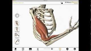 Elbow flexion shoulder flexion and forearm supination Biceps brachii muscle actions [upl. by Fessuoy826]