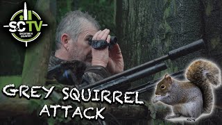 SampC TV  Air rifle hunting 10  grey squirrel clear up [upl. by Yuhas]