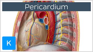 Pericardium  Definition Function amp Layers  Human Anatomy  Kenhub [upl. by Lilith]